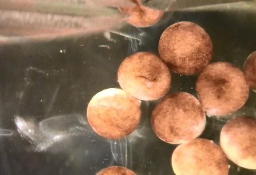 A partir de células de rana, crearon los primeros robots capaces de autorreplicarse | Internacionales