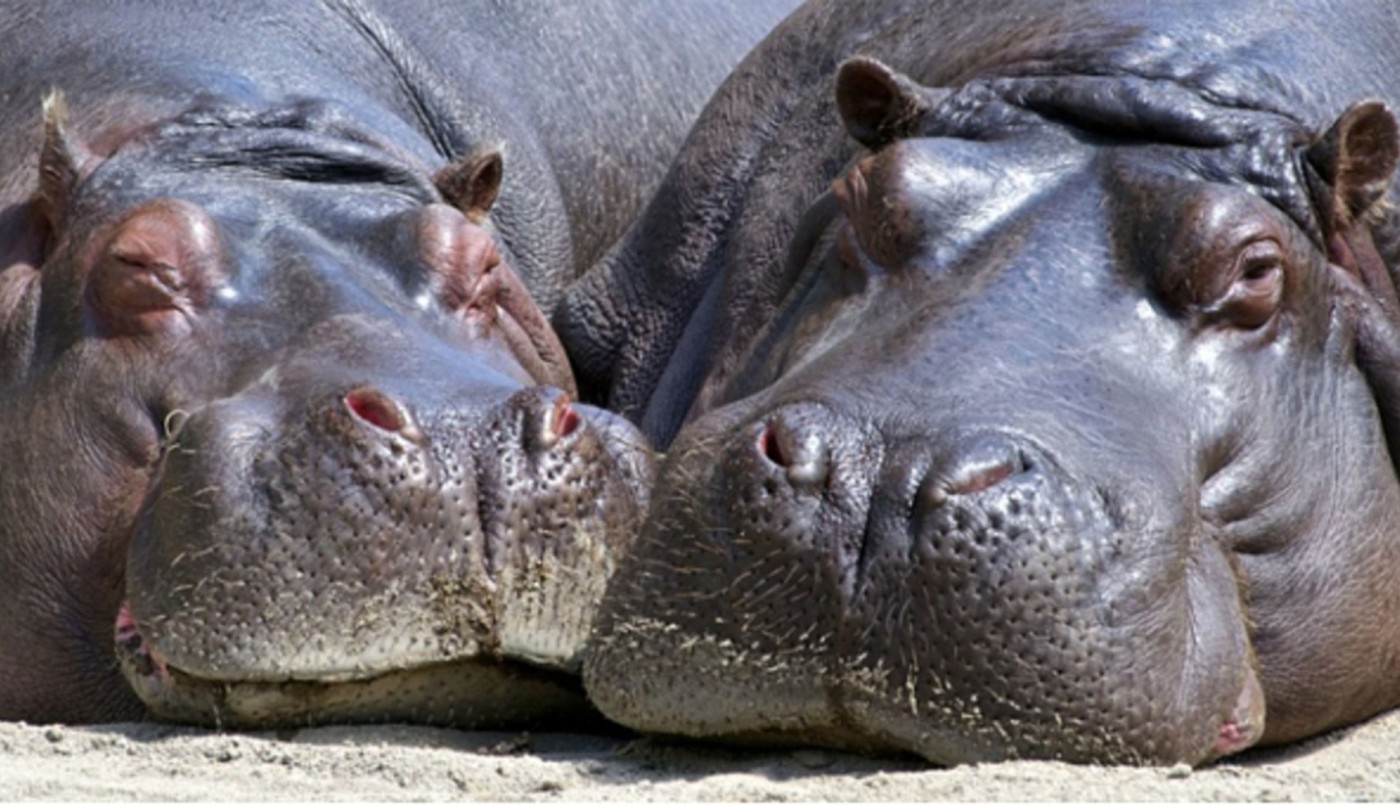 Dos hipopótamos contrajeron coronavirus en un zoológico de Bélgica | Internacionales