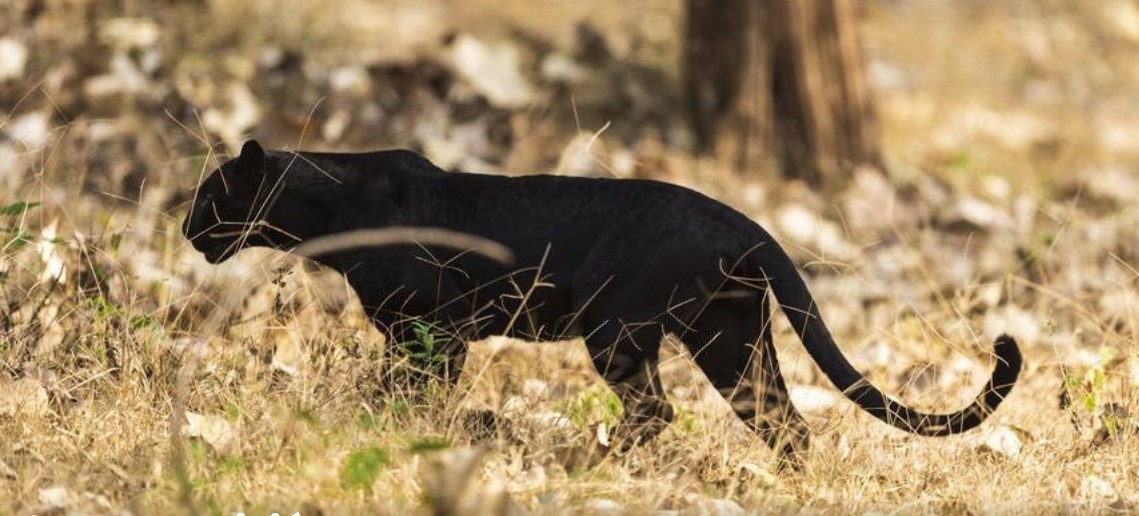 Condenaron a prisión a un millonario por matar a una pantera negra | Internacionales