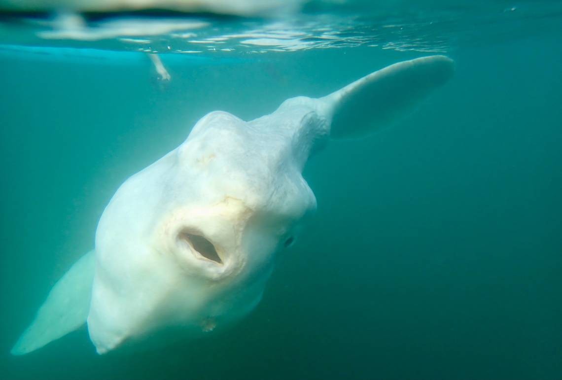 Video: el susto del surfista que vivió con una criatura del mar nunca antes vista | Internacionales