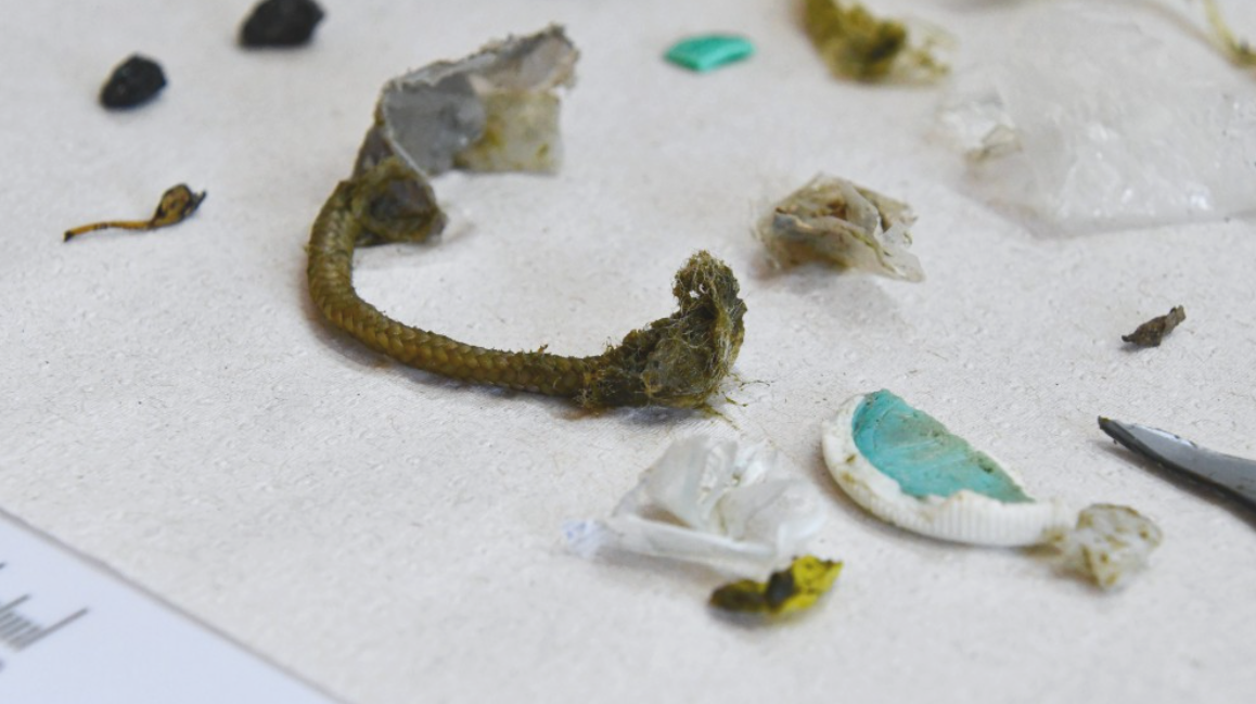 Una tortuga rescatada del mar defecó más de 10 tipos de plásticos diferentes | Clima, naturaleza y medio ambiente