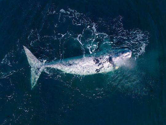 Con nueva cría, regresa a Península de Valdés la ballena cuyo parto fue el primero en ser filmado | Clima, naturaleza y medio ambiente