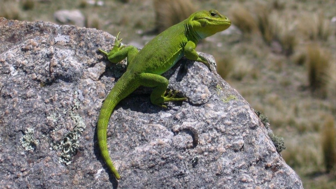 El cuidado de la iguana de cobre: una especie endémica y autóctona de Sierra de la Ventana | Clima, naturaleza y medio ambiente