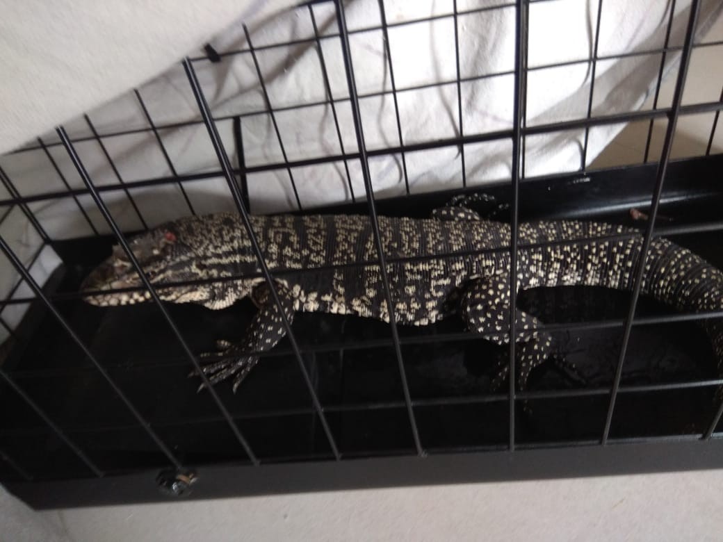 Insólito: festejó Año Nuevo con un lagarto en su casa porque Defensa Civil no se lo quiso llevar | Actualidad