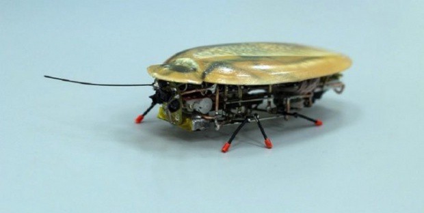 Cucaracha robot podrá hallar vida humana entre los escombros tras un terremoto | Tecno