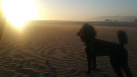 Khalo, el perro que Google confundió con un caballo | Tecno