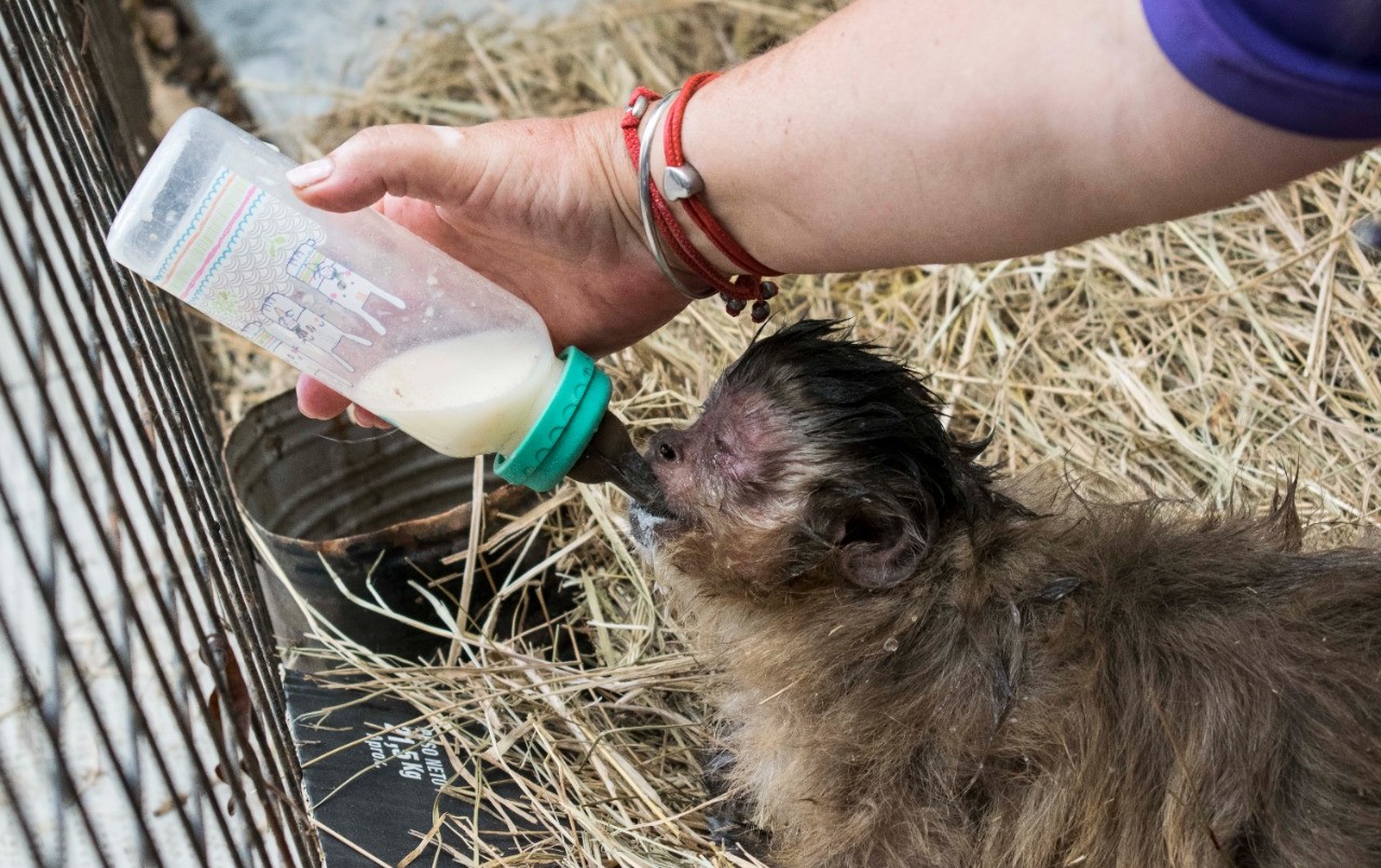 Bienestar animal: decomisaron dos monos en una vivienda de Temperley | Actualidad