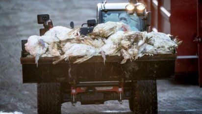 Criadores italianos sacrifican 18 millones de aves de corral por gripe aviar | Internacionales