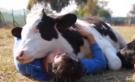 Campo: una app permitirá "chatear con los animales" | Tecno