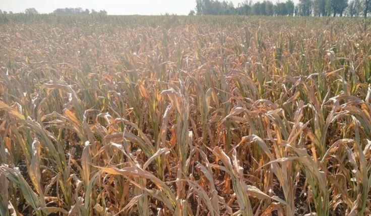 Entre Ríos declaró la emergencia agropecuaria debido a las sequías y las altas temperaturas | Clima, naturaleza y medio ambiente