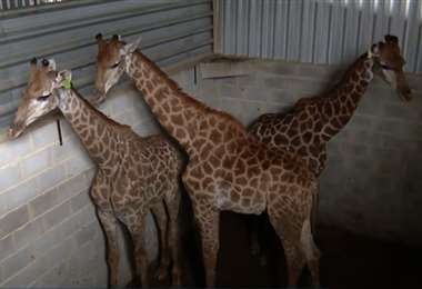 Investigan la muerte de tres jirafas y denuncias de maltrato a otros ejemplares en Brasil | Internacionales