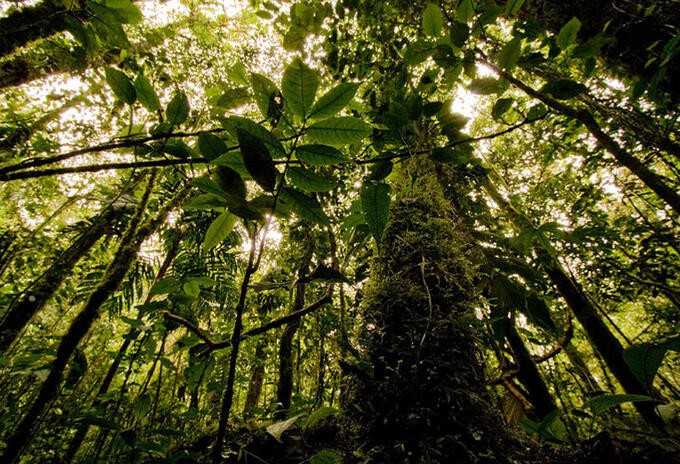 Estiman que quedan más de 9.000 especies de árboles por descubrir | Clima, naturaleza y medio ambiente