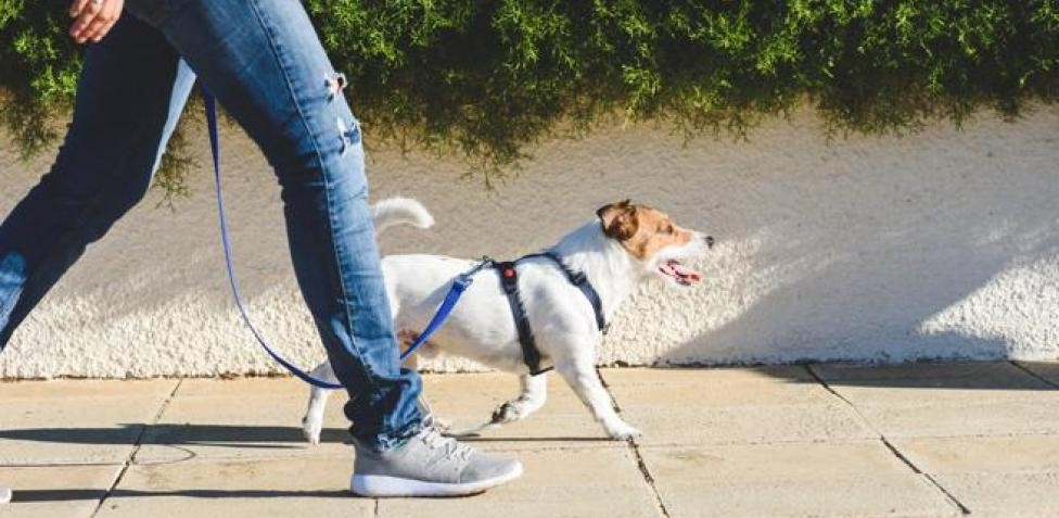 Multaron a una mujer que no levantó la caca de su perro tras averiguar su ADN | Internacionales