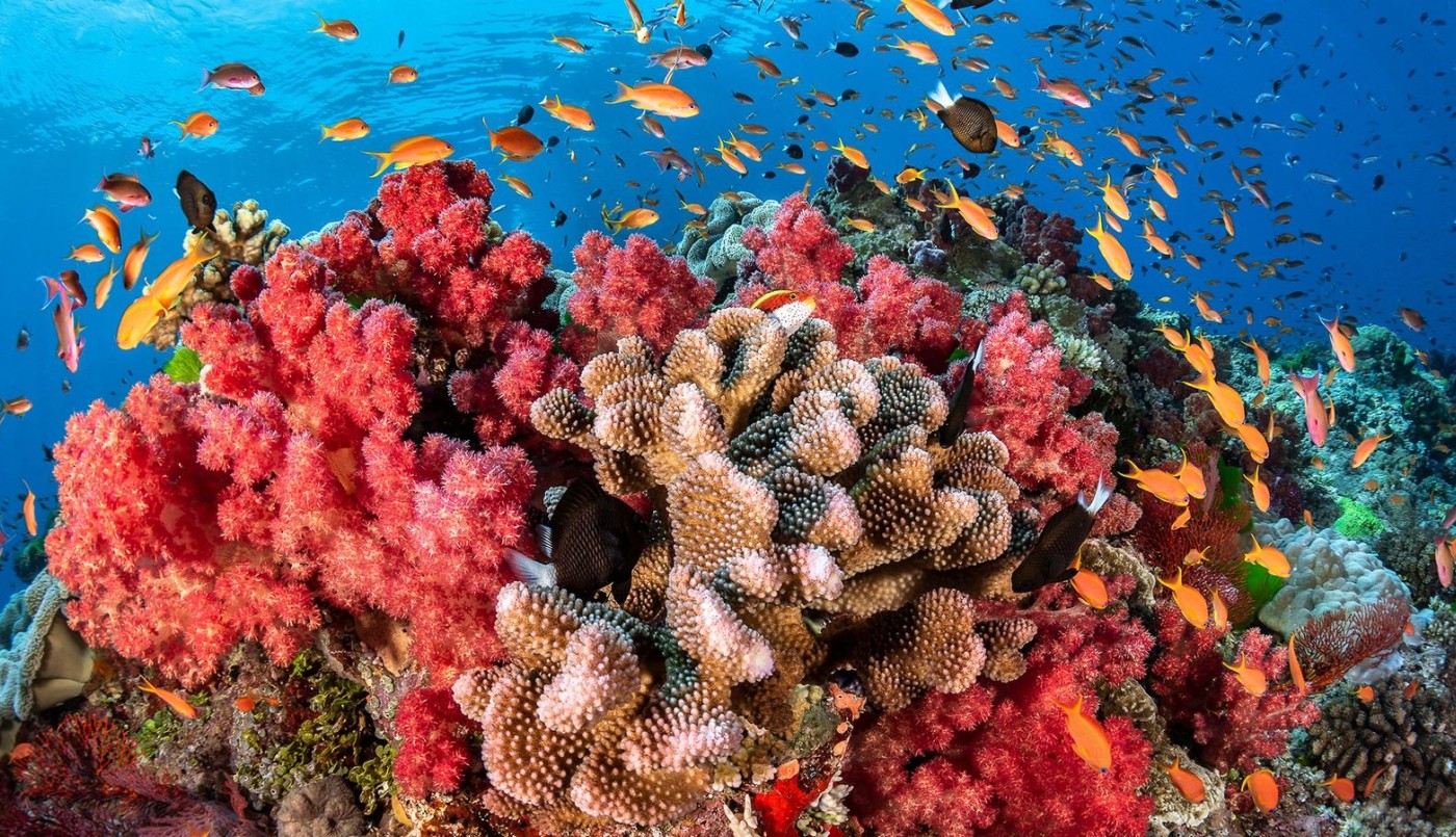 Los arrecifes de coral están casi condenados a desaparecer, advierten | Clima, naturaleza y medio ambiente