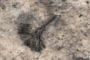 "Ecocidio": En 2021 se deforestaron más de 110 mil hectáreas en el norte argentino, según informe de Greenpeace | Clima, naturaleza y medio ambiente