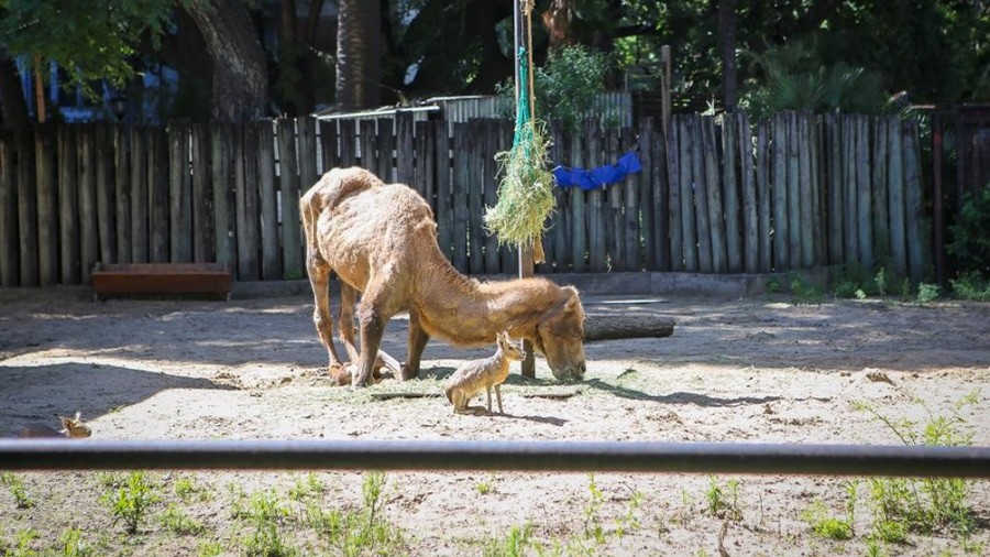 La Brigada de Control Ambiental inspeccionó el Ecoparque porteño | Actualidad