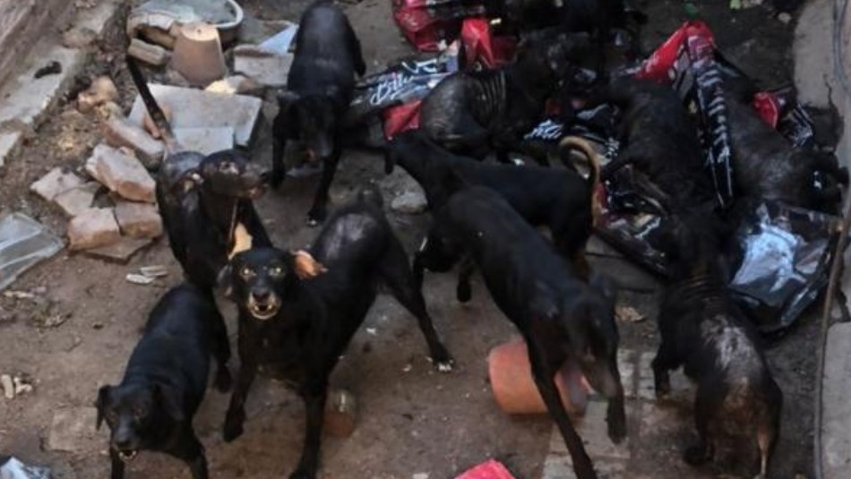 Tiene más de 30 perros, no los puede controlar y teme que la devoren: “Se comen entre ellos” | Actualidad