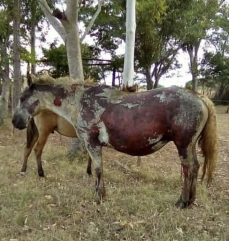 Incendios forestales sin control en Corrientes: “La provincia está ardiendo” | Clima, naturaleza y medio ambiente