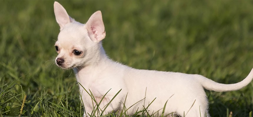 Una mujer perdió a su perro, no tiene dinero para ofrecer recompensa pero le dará una pizza a quien se lo devuelva | Internacionales