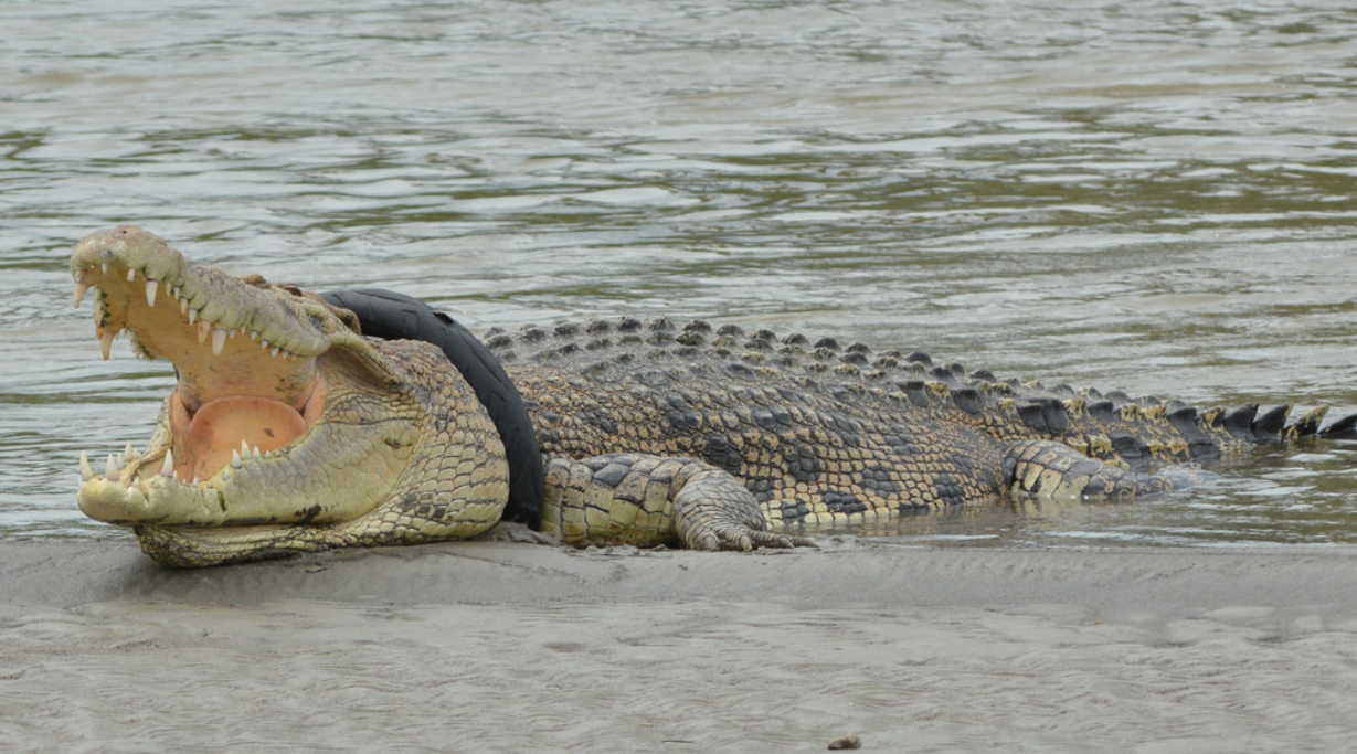 Un hombre liberó a un cocodrilo que pasó seis años atrapado en un neumático | Clima, naturaleza y medio ambiente