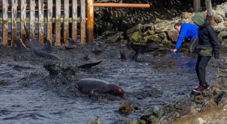Decenas de delfines encallaron en las costas de Ushuaia | Clima, naturaleza y medio ambiente