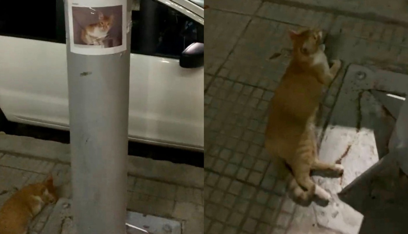 Encontró a un gatito perdido que estaba abajo de su cartel de se busca | Redes
