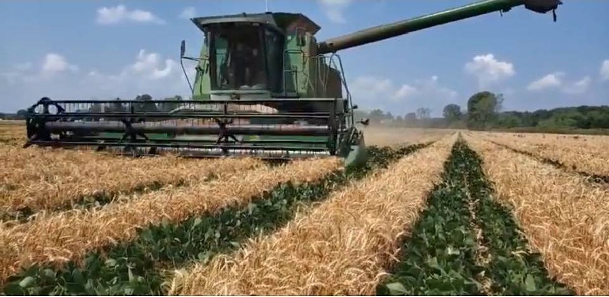 Los cereales tocan precios récord en Europa por la invasión a Ucrania | Economía