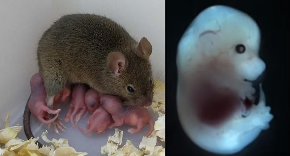 Científicos lograron que una rata tenga crías sin sexo ni esperma | Internacionales