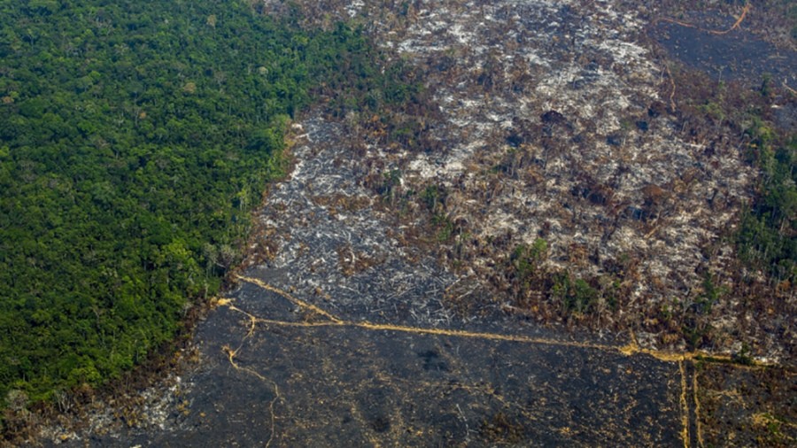 La deforestación de la Amazonía marcó un nuevo récord para febrero | Clima, naturaleza y medio ambiente