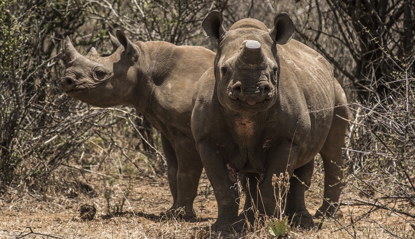 Inversión: sale al mercado el "bono rinoceronte" para salvar a esos animales | Internacionales