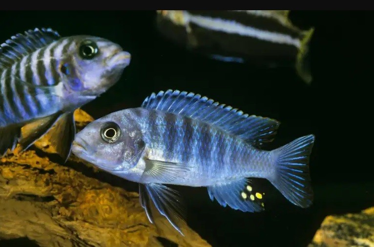 Los peces también son buenos en matemáticas, según un estudio | Internacionales