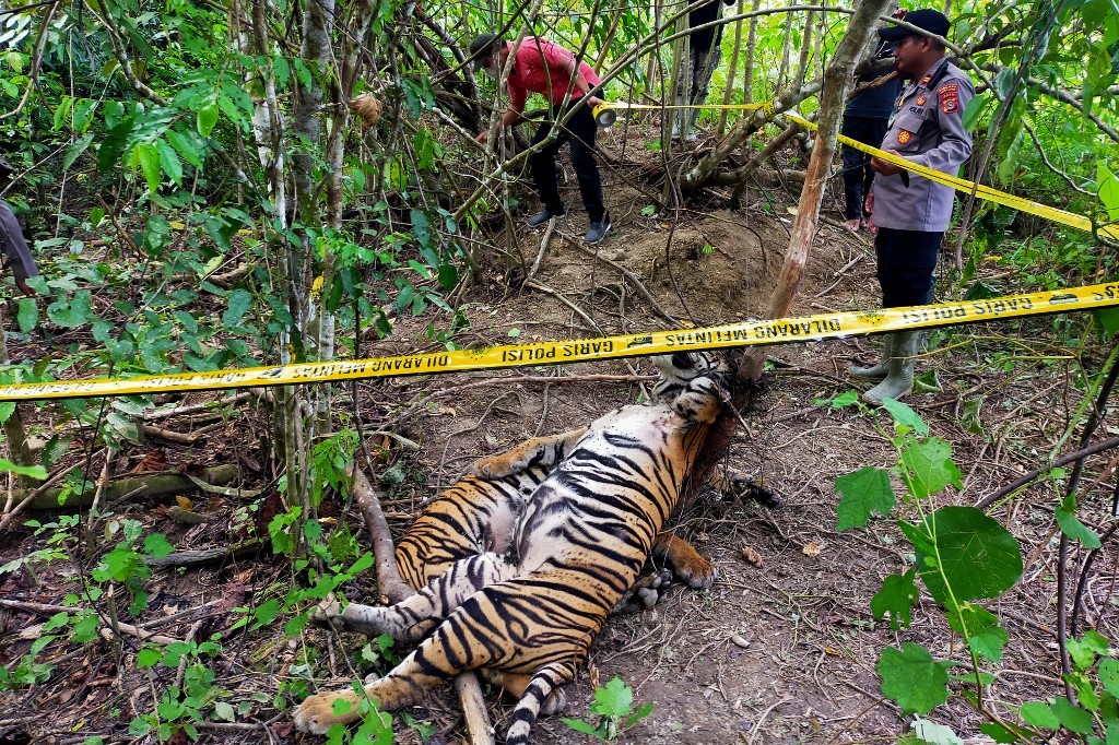 Hallaron muertos en trampas a tres tigres de Sumatra, especie en peligro de extinción | Internacionales