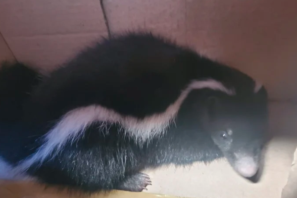 Sorpresa en Recoleta: atraparon un zorrino que corría por las calles del barrio | Actualidad