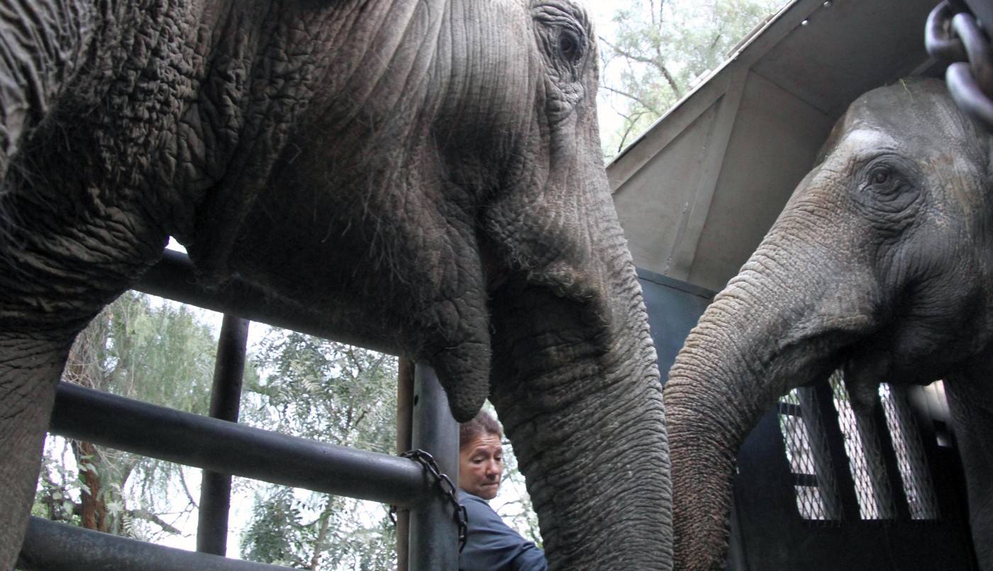 Tras cinco días de viaje, las elefantas Pocha y Guillermina llegaron al santuario de Brasil | Clima, naturaleza y medio ambiente