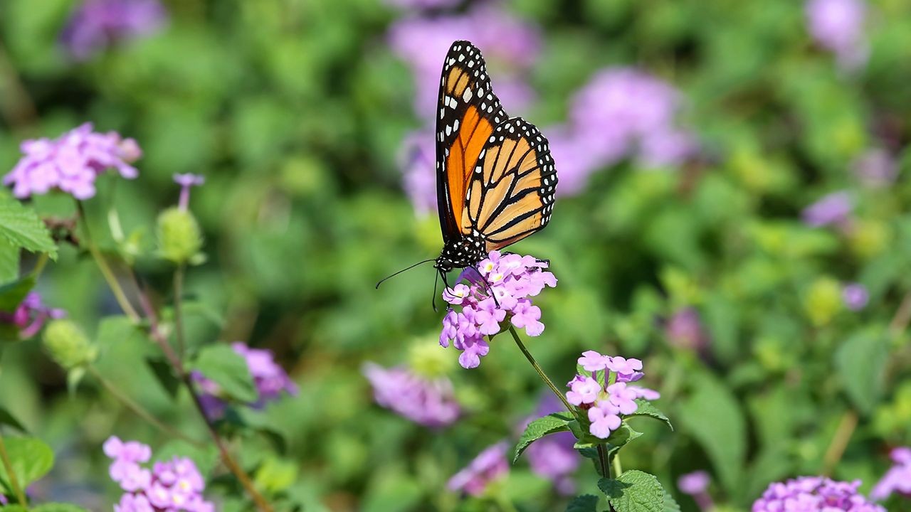 El Hospital Tornú tiene su propio jardín de mariposas | Actualidad