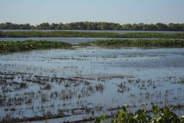 Misiones se convirtió en la primera provincia en aprobar la Ley de Humedales | Clima, naturaleza y medio ambiente