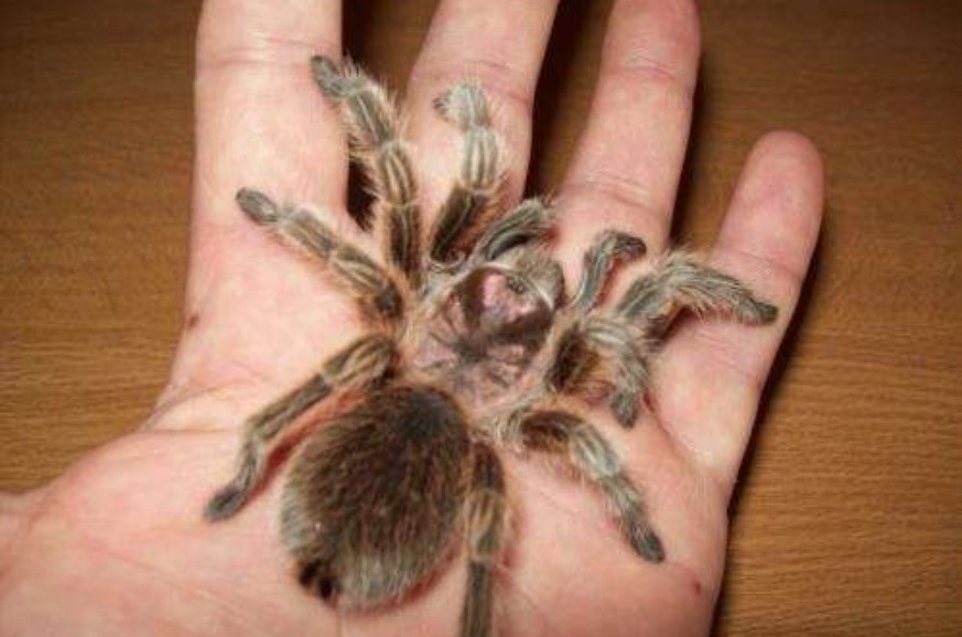 Arañas por correo: un comercio mundial sin control | Internacionales