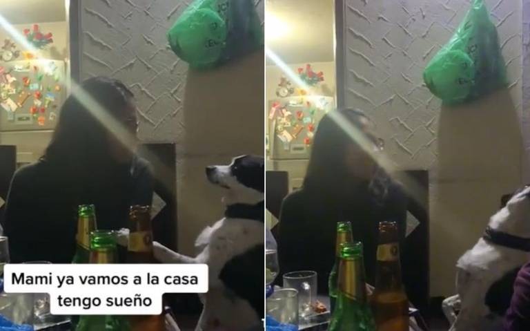Video: un perro le pide a su dueña volver a casa en plena fiesta | Redes
