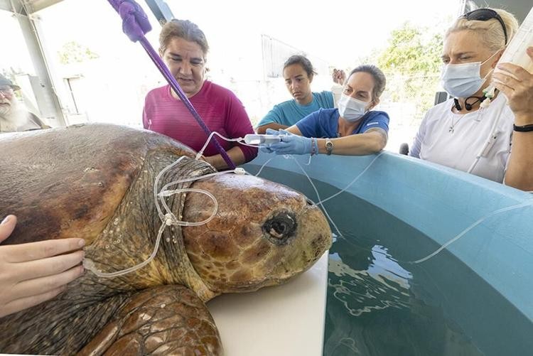 Tenía 100 huevos dentro: salvan a una tortuga boba embarazada del ataque de un tiburón | Internacionales