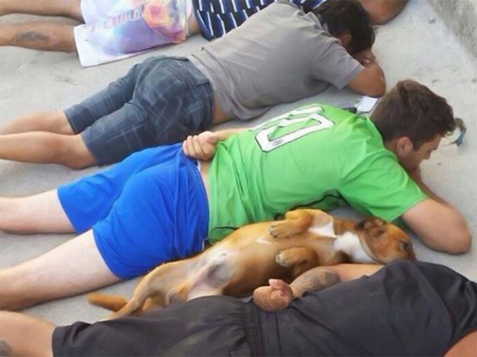 Un perro se "rindió" junto a una banda de delincuentes | Curiosidades