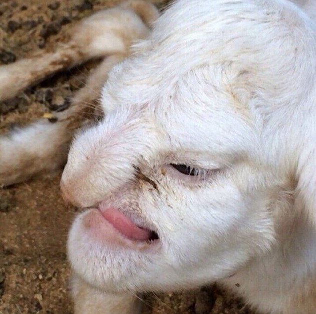 En Rusia nació un cordero con cara de humano | Curiosidades