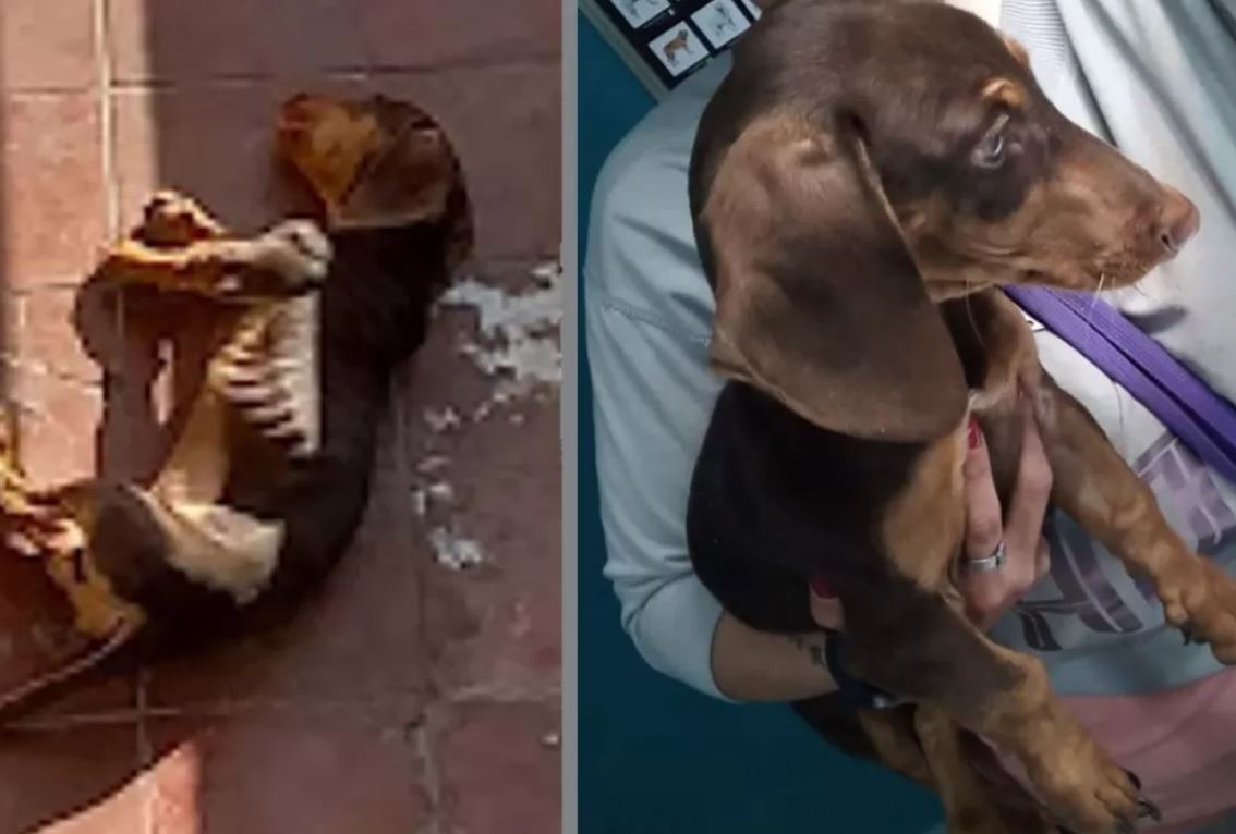Tucumán: la Justicia rescató un perro salchicha desnutrido y deshidratado | Actualidad