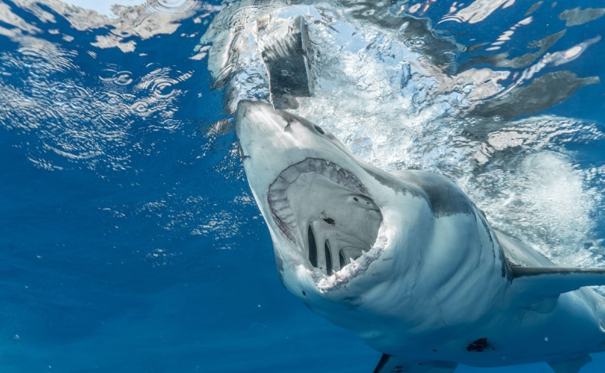 Imágenes impactantes: un tiburón se tragó una cámara y permite ver su interior | Internacionales