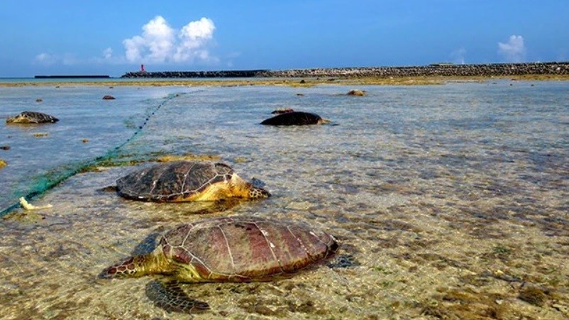 Un pescador mató a puñaladas a decenas de tortugas protegidas | Internacionales