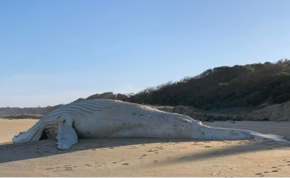 Hallaron una extraña ballena albina muerta en una playa de Australia | Clima, naturaleza y medio ambiente