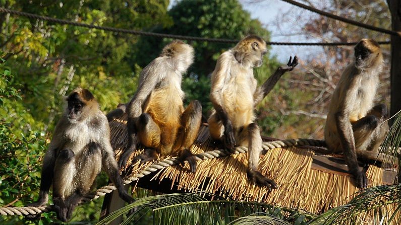Una manada de monos se robó un bebé de 4 meses y lo arrojó desde un tercer piso | Internacionales