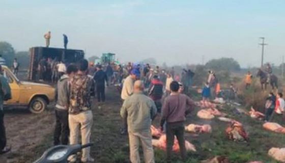 Volcó un camión con 50 vacas en Santa Fe y los vecinos las faenaron en el lugar | Actualidad