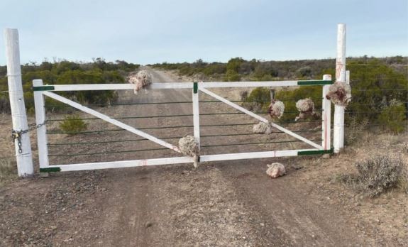 Chubut: robaron ovejas y dejaron las cabezas en una tranquera | Actualidad