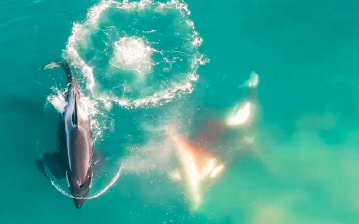 Video: tres orcas persiguen, matan y se comen el hígado de un tiburón de 250 kilos | Internacionales