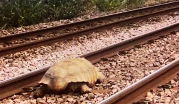 Una tortuga gigante interrumpió la circulación de trenes en Inglaterra durante una hora y media | Internacionales